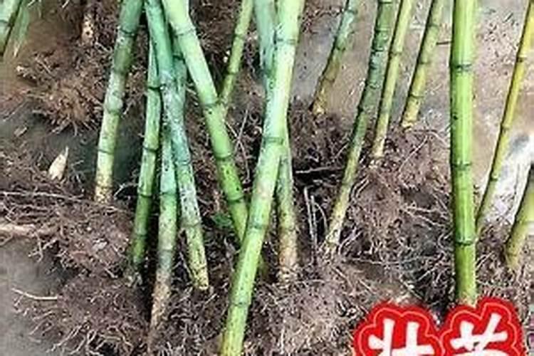竹子施肥的正确方法