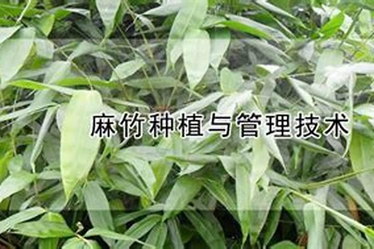 如何给竹子施肥