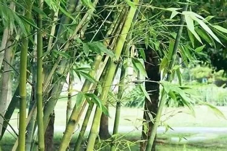 种竹如何施肥