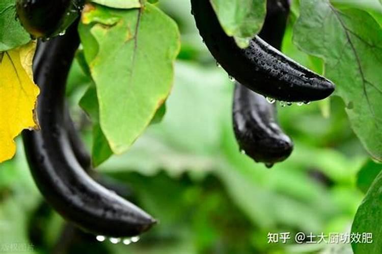 花生幼苗可以喷叶面肥吗 使用什么肥料好