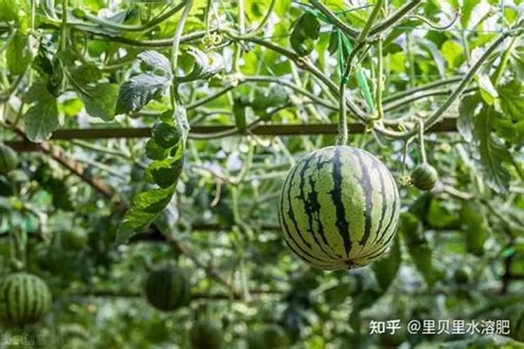 平衡肥。高钾肥钙肥分别在西瓜什么时期冲施？