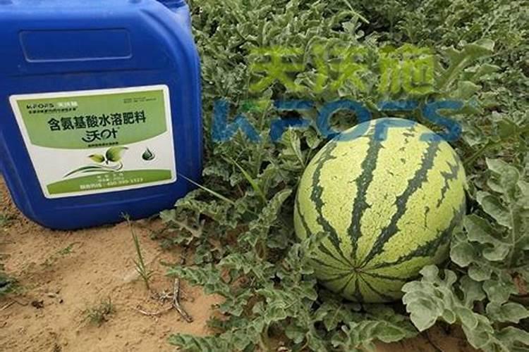 巧棵力颗粒水溶肥为什么有”巧克力”味？