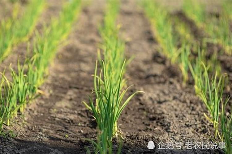 大蒜冲施肥用什么肥料好