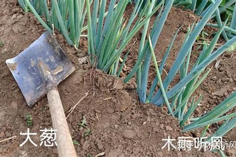大葱用什么复合肥
