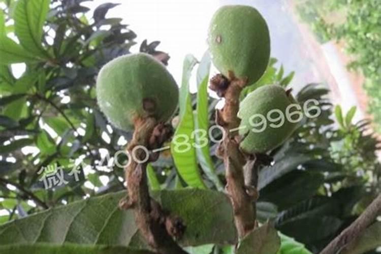 草莓施什么肥料果大