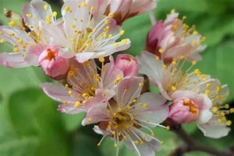 大棚樱桃花期管理要点