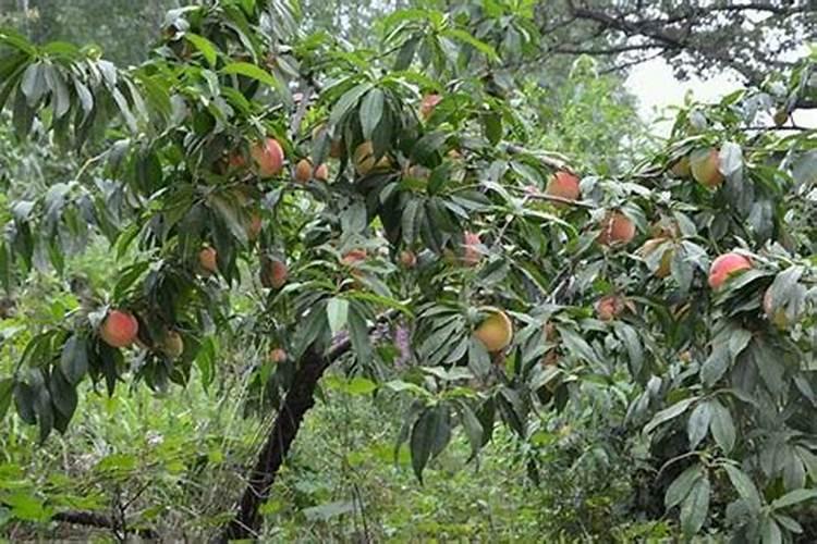 种植桃树的时候,哪些情况下需要喷洒叶面肥？