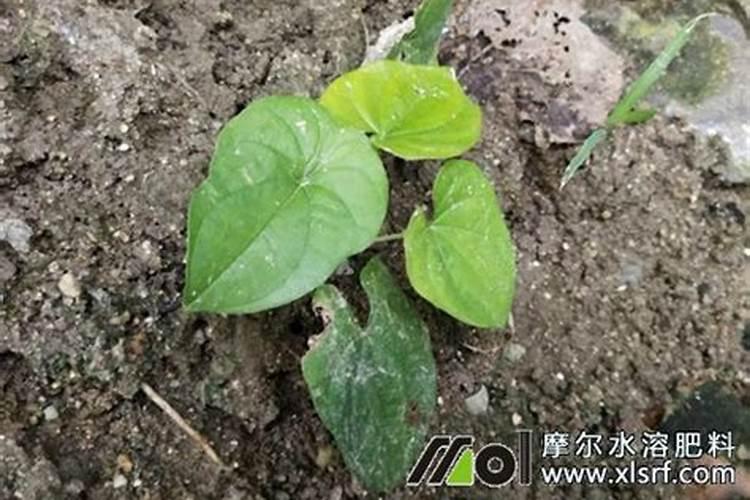 山药用什么办法增粗