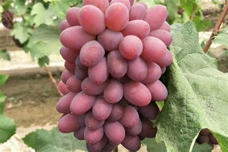 膨果肥用什么肥最好