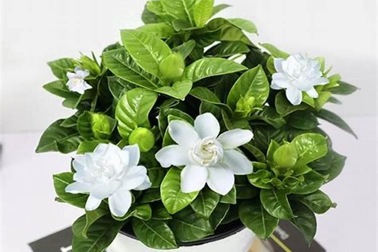 栀子花喜肥吗喜欢施什么肥料