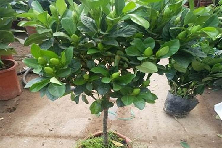 栀子花花肥用什么合适 肥料制作与使用方法