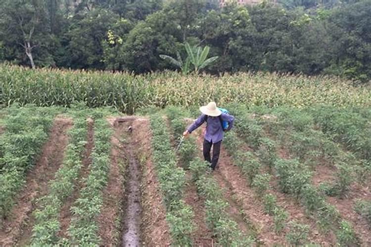 水溶肥用施肥枪打在地里土壤不湿润过几天浇水有效吗？
