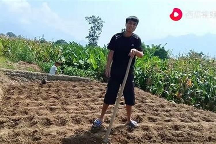 土豆出苗后多久施肥