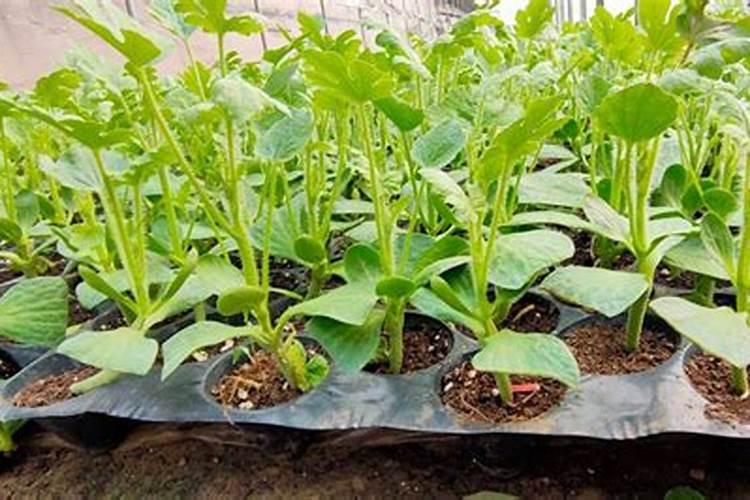 过期面粉怎么沤肥