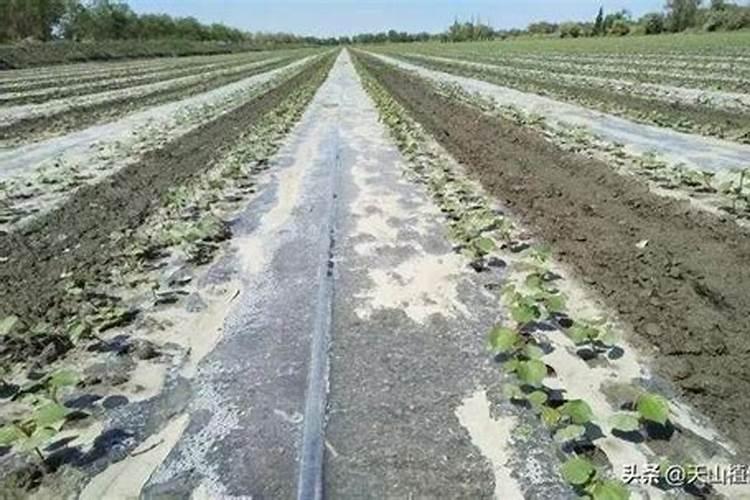 锌肥叶面喷施注意事项,锌肥是酸性还是碱性