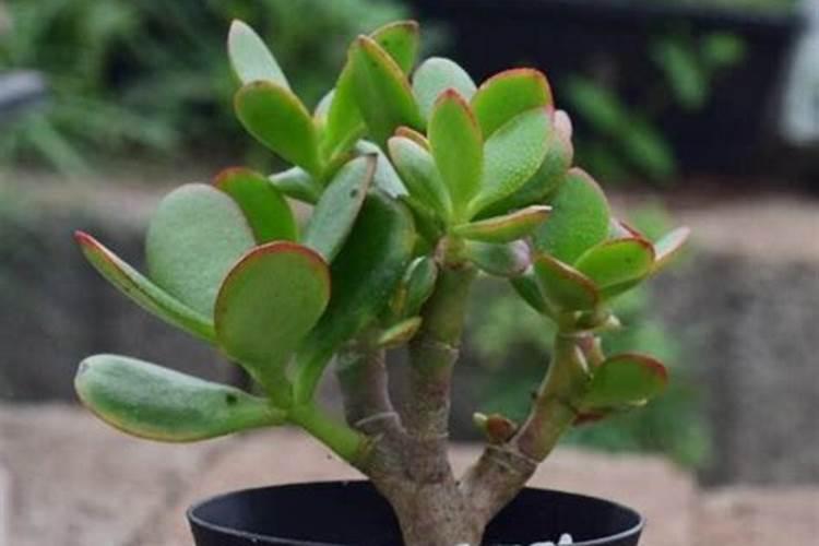 天冬的种植技术以及生长环境