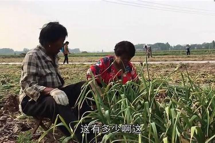 大蒜第二次浇水用什么肥料好？