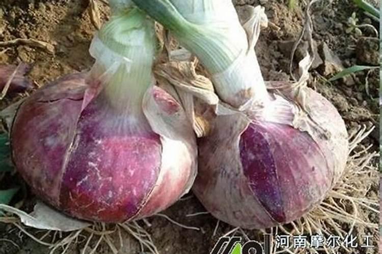 年前栽的洋葱苗期怎么管理