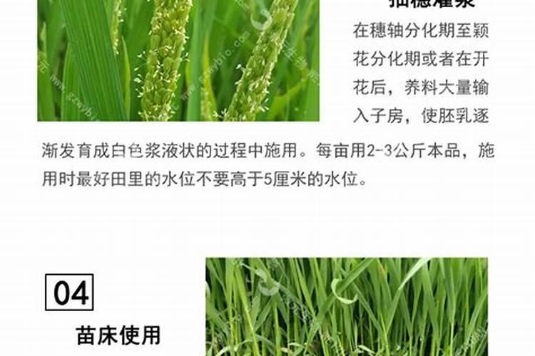 水稻用什么复合肥好