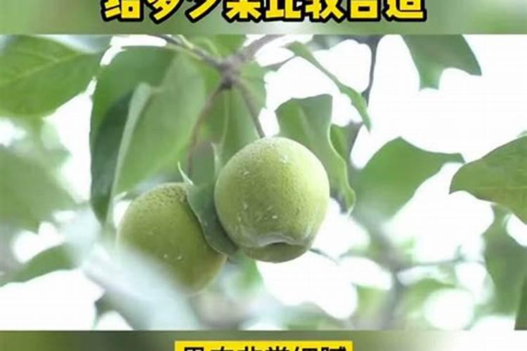 梨树每亩地用多少肥料