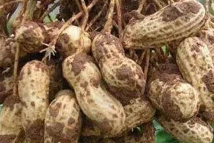 花生增产的叶面肥能不能和尿素掺在一起用？