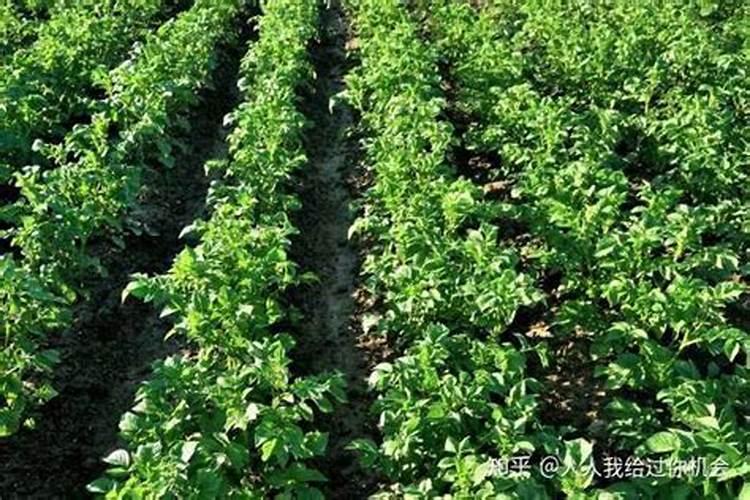 土豆几月份用肥,用什么肥料好？