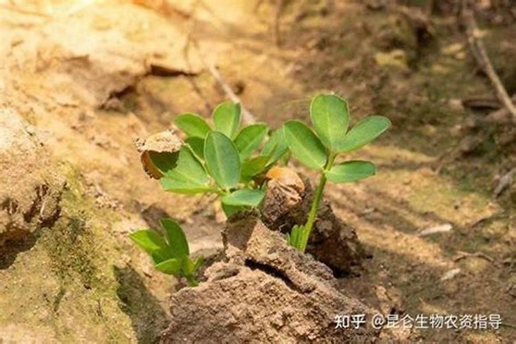 花生有哪些管理要点