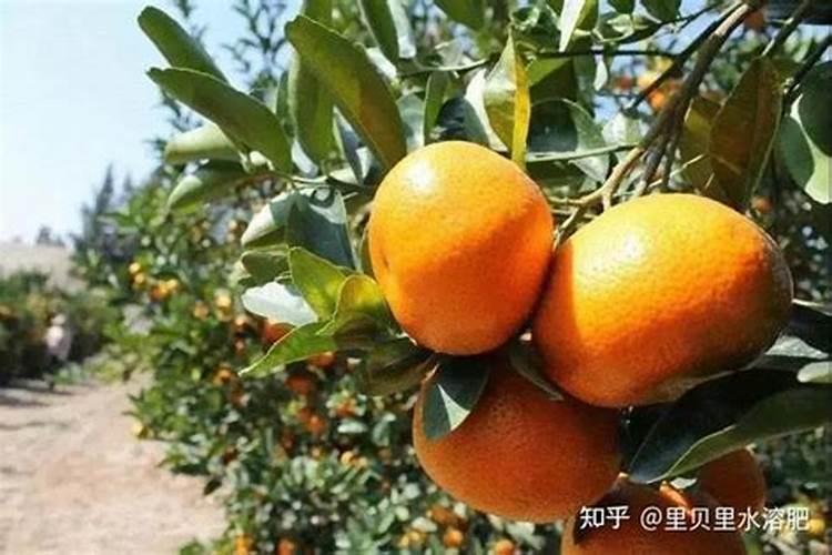 贡柑叶面喷三次钙下了一次钙肥烈果还很严重还有什么办法？