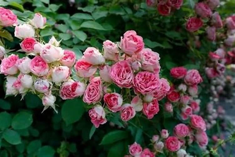 月季花施肥方法怎样给月季花施肥