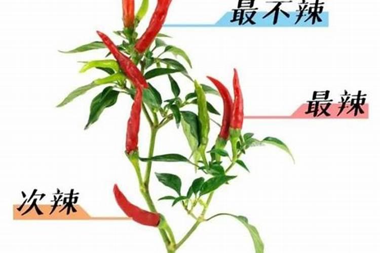 辣椒开花坐果期施什么肥最好