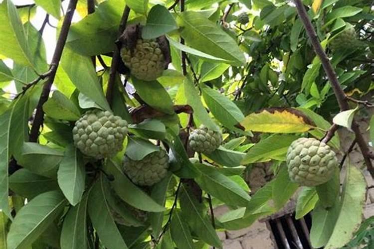 种释迦果施什么肥