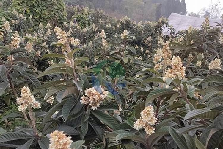 枇杷打不打叶面肥？如果打怎样打