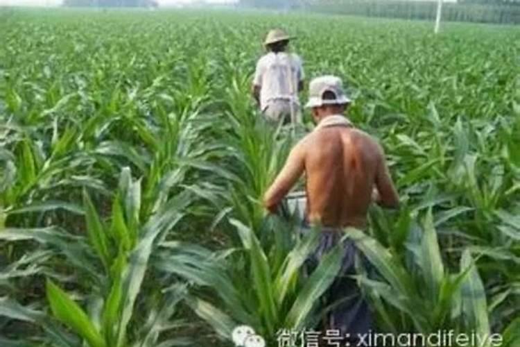 钙镁磷肥使用有什么技巧