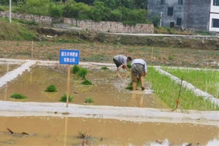 白掌用什么肥料最好