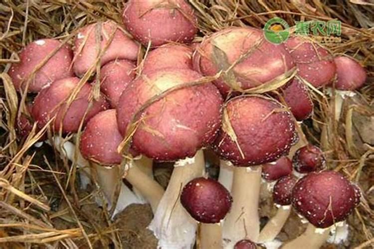 什么菌类最好种植
