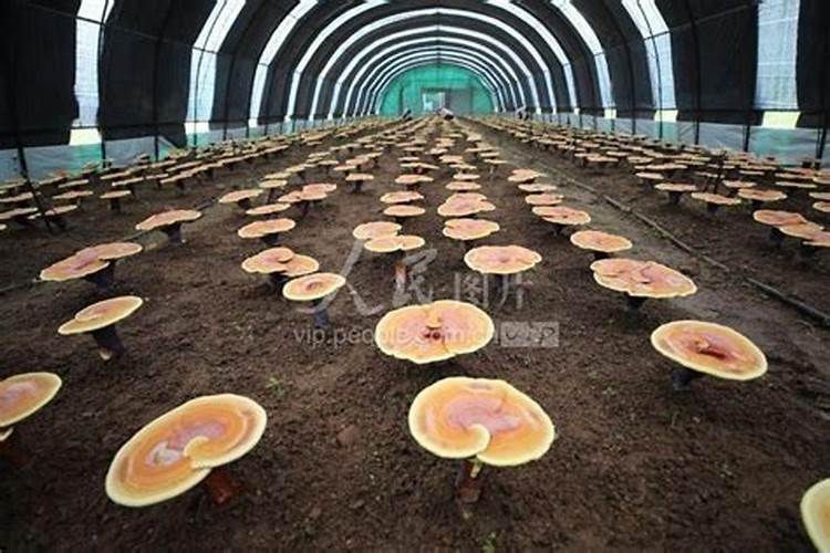 兰灵王能和兰花专用肥一块用吗