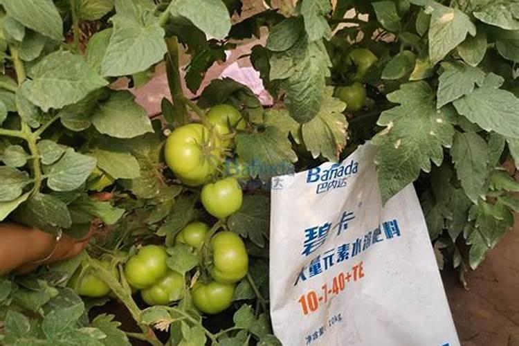 养青苔用什么肥料