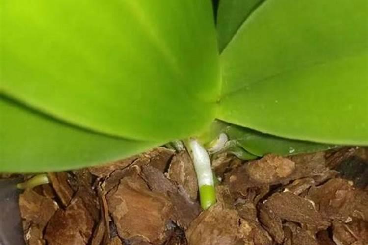 蝴蝶兰种球如何栽培