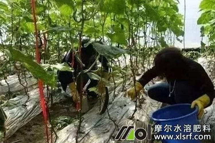 复合肥含什么元素