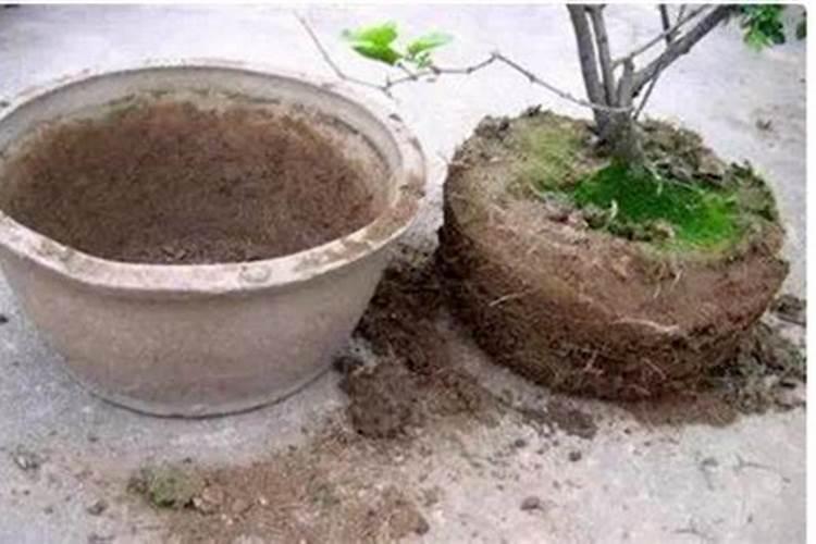 碱性土壤治理办法