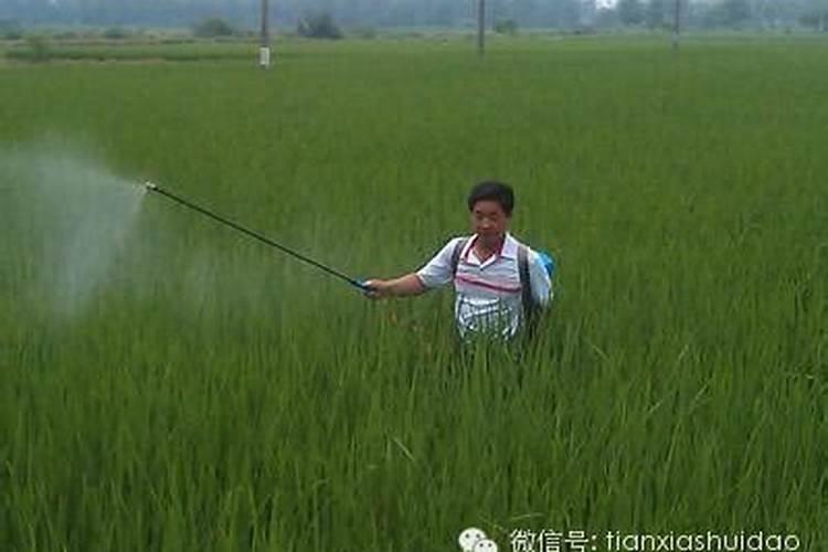 芹菜不催芽能播种吗 芹菜不催芽可以播种吗