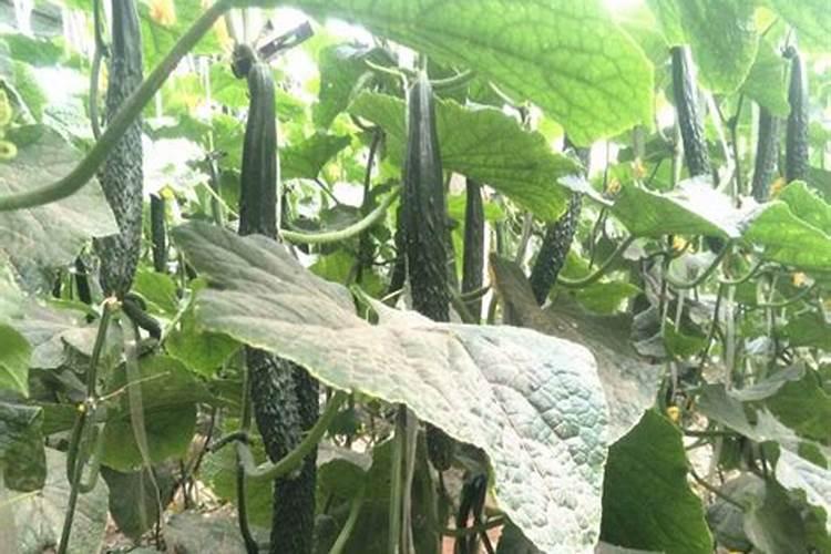 种植黄瓜使用喜满地水溶肥可以吗？