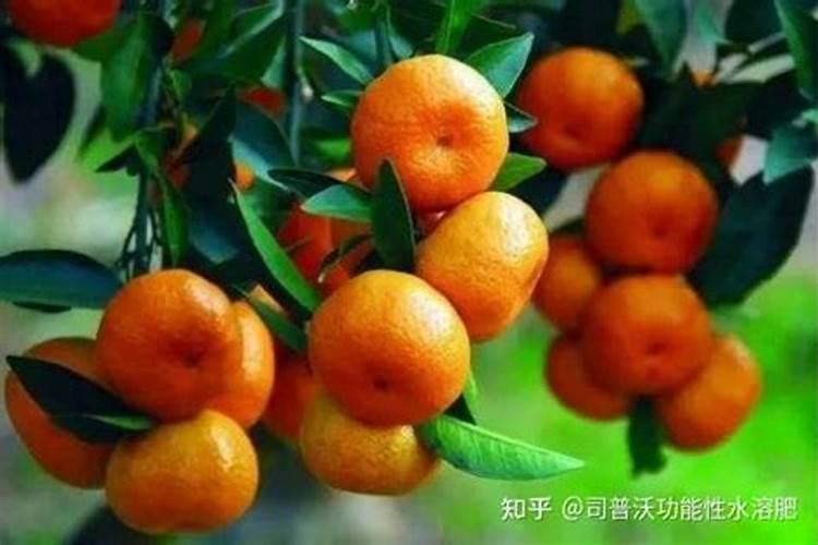 橘子施什么肥最好