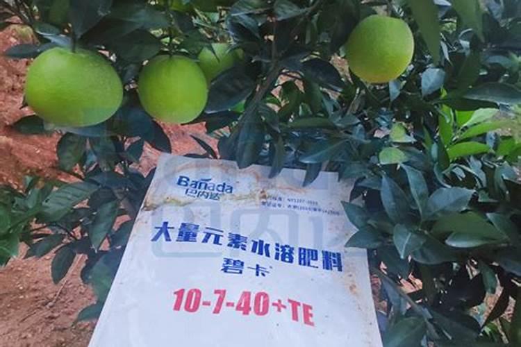 枇杷树什么时候施全钾肥最好？
