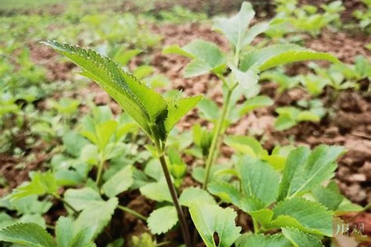 白芷施什么肥