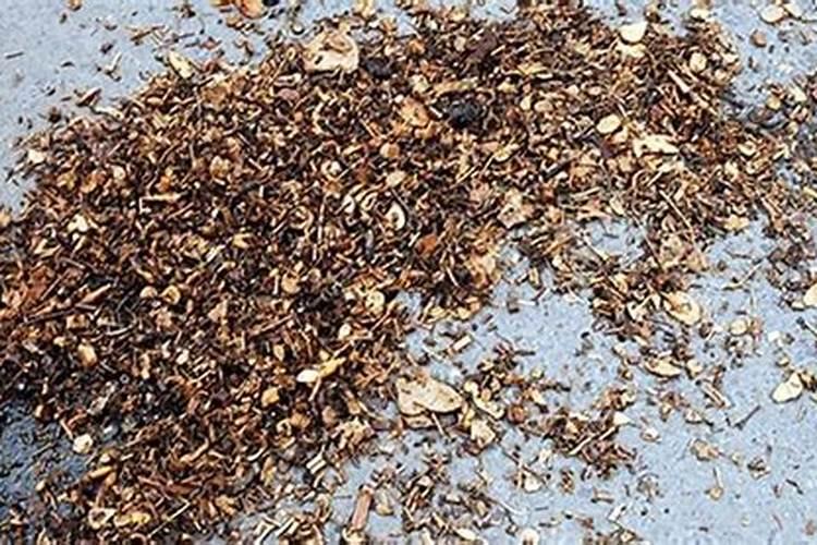 可不可以把尿当作花肥来给花浇灌
