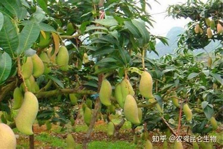 提高芒果树产量的追肥技巧有哪些 芒果养殖技巧