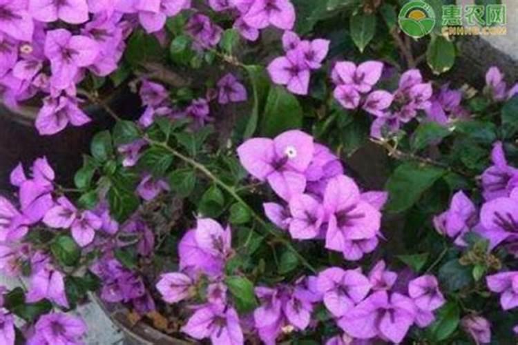 什么肥料可以给花施肥  适合各种花卉的肥料