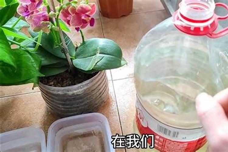 家庭养花常用哪些肥料