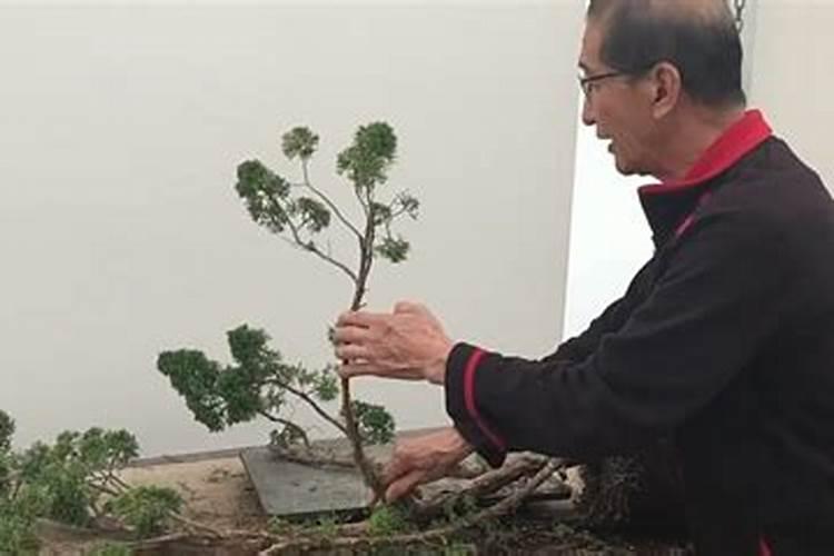 柏树盆景上盆时间与养护方法